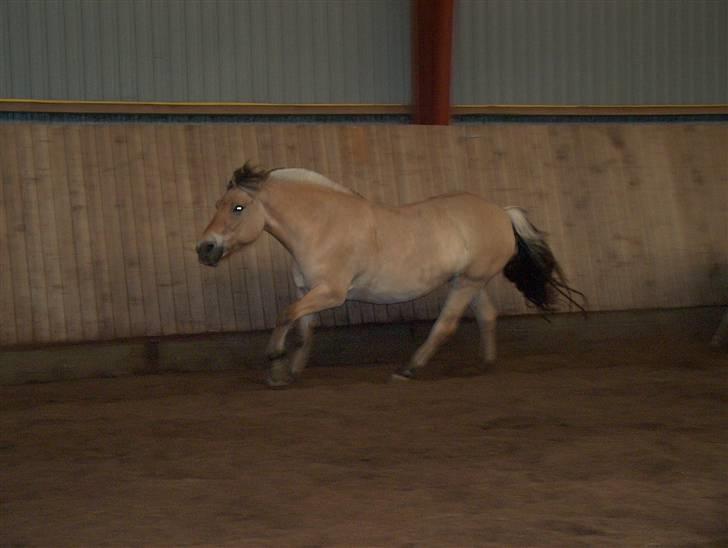 Fjordhest Musse/min søster's/Sandra - Fuld fart Turbo !! billede 15