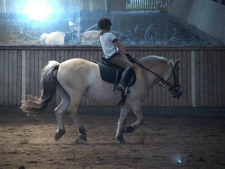 Fjordhest Musse/min søster's/Sandra - Mig som rider galop på den friske Turbo ;D billede 16