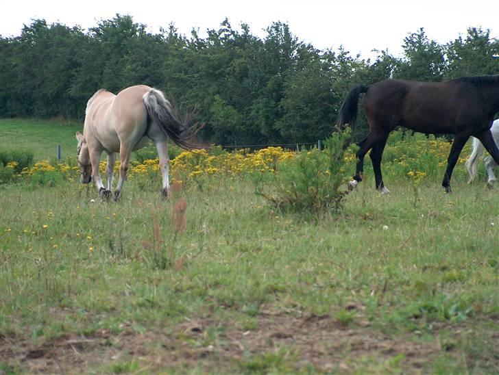 Fjordhest Musse/min søster's/Sandra billede 17