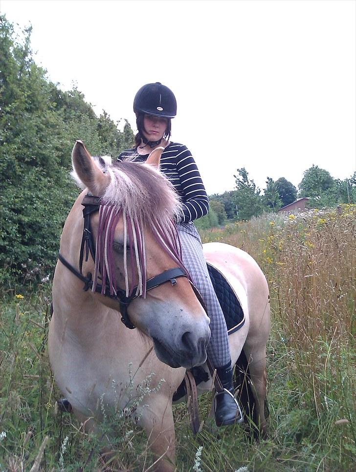 Fjordhest Musse/min søster's/Sandra billede 18