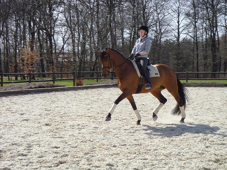 Holstener Pitou - Pitou på Blue Hors d. 9/4 2011 billede 18