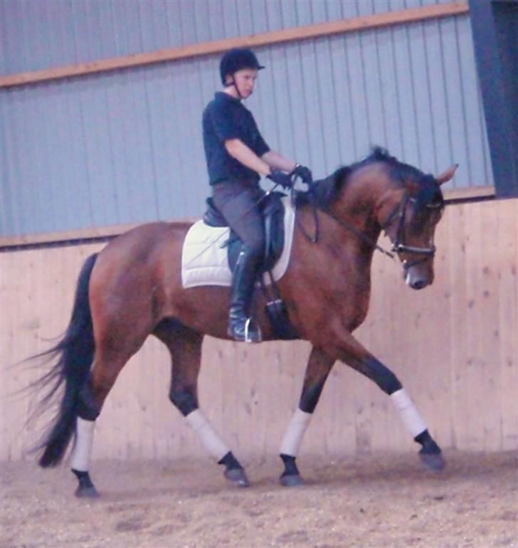 Holstener Pitou - Pitou d. 25.07.2009 billede 19