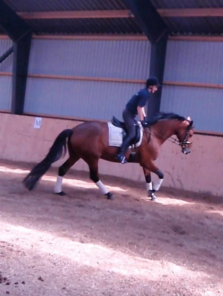 Holstener Pitou - Galopere af... d. 25.07.09 billede 20