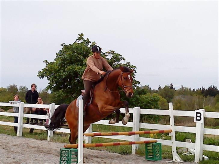 Dansk Varmblod Emblems Comet    RIP - billede 15