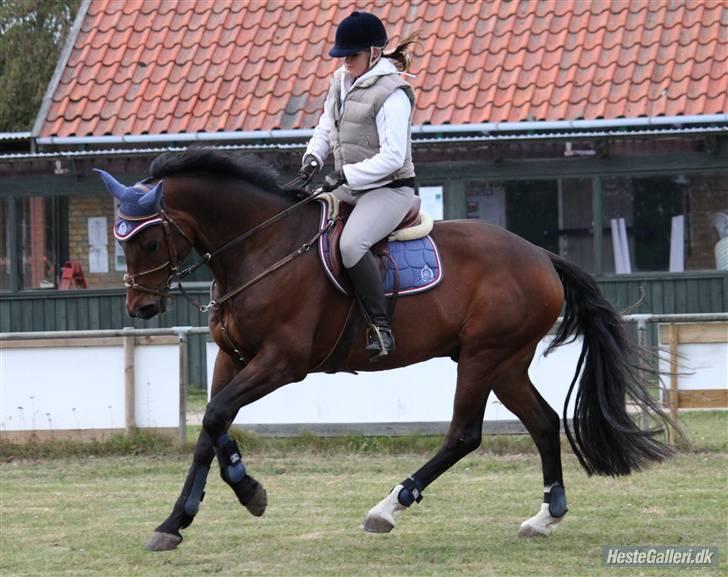 Dansk Varmblod Stenvænge Polo  - d. 27/9-09 CNN FOTO billede 12