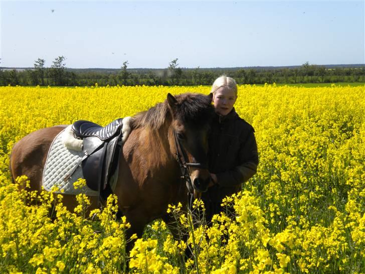 Islænder Muska frà Vallanesi <3 billede 17