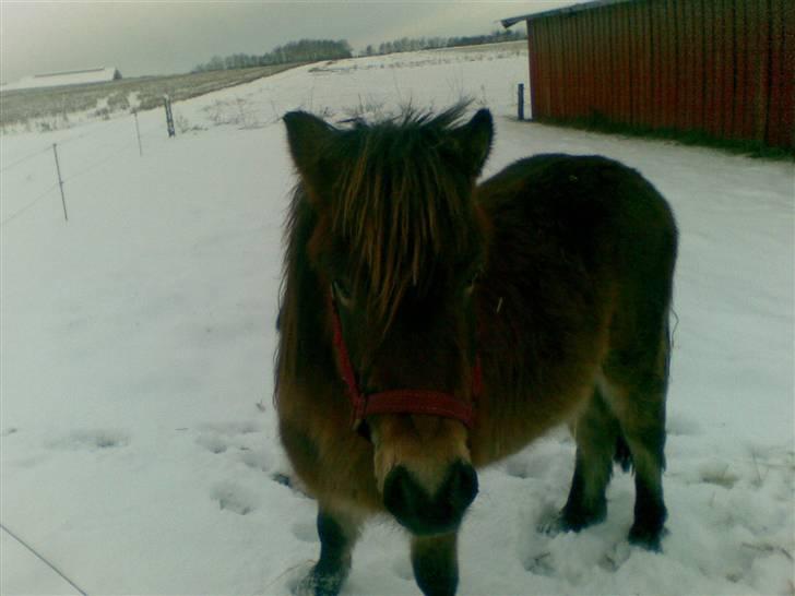 Shetlænder loui billede 16