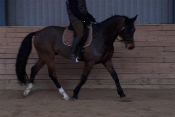 Dansk Varmblod Stenvænge Polo  billede 13