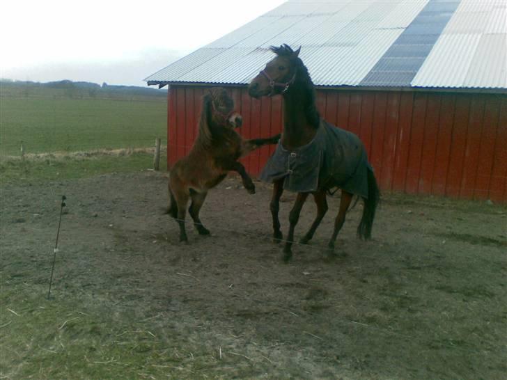 Shetlænder loui billede 17