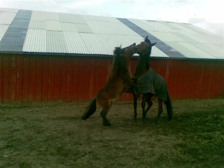 Shetlænder loui billede 18