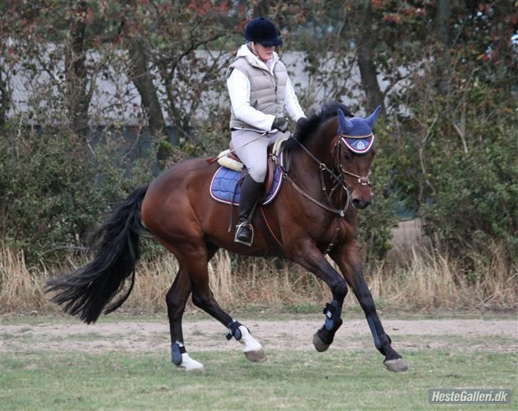 Dansk Varmblod Stenvænge Polo  - d. 27/9-09 CNN FOTO billede 14
