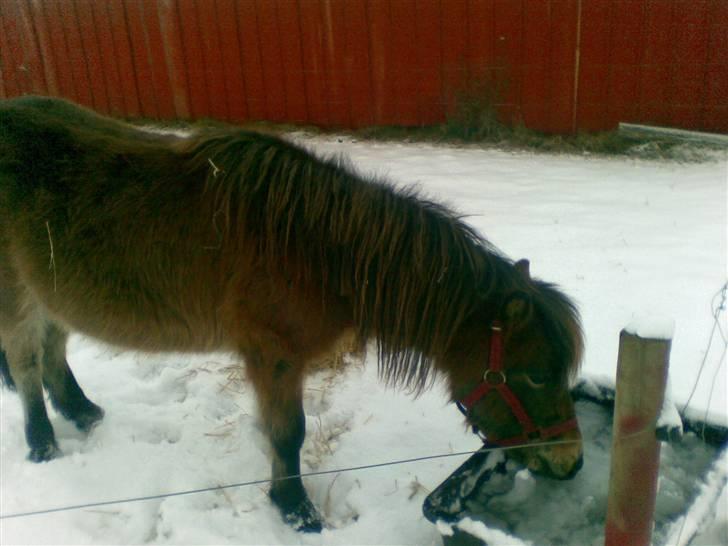 Shetlænder loui billede 19