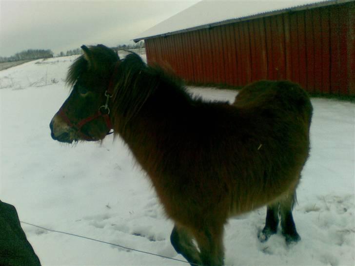 Shetlænder loui billede 20