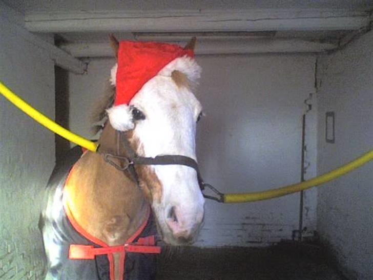 Anden særlig race Bacardi *tidl. hest - . billede 10