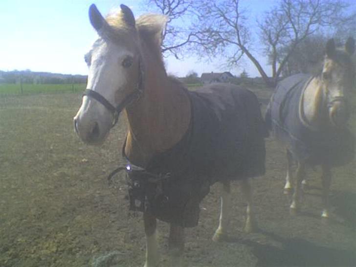 Anden særlig race Bacardi *tidl. hest - På folden :-) billede 11