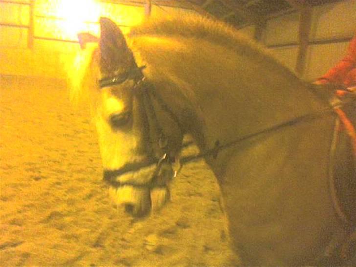 Anden særlig race Bacardi *tidl. hest billede 12