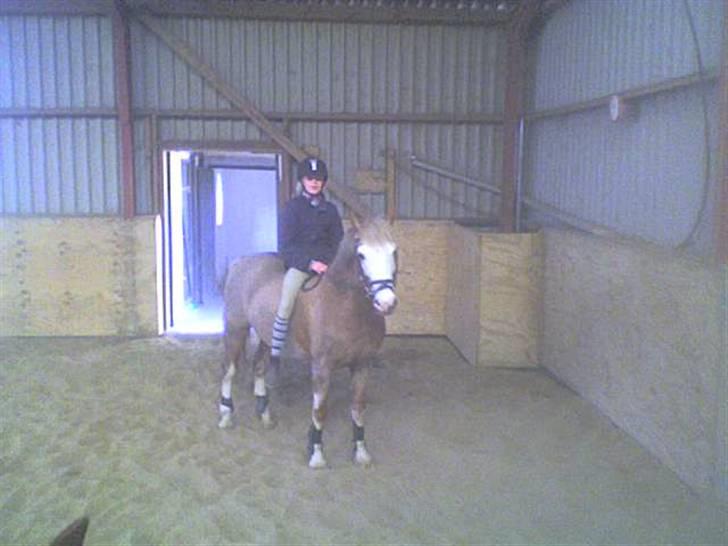 Anden særlig race Bacardi *tidl. hest - Bacardi & Ann-Sofie .. fint par :D  billede 13