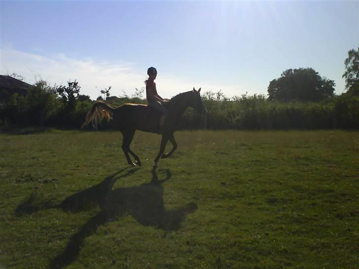Hollandsk Sportspony Charléne *tidl. hest - billede fra sidste sommer :) billede 9