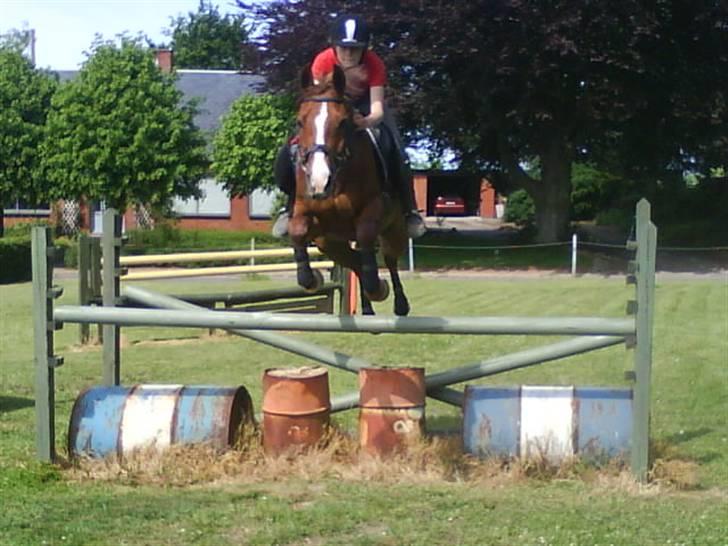 Hollandsk Sportspony Charléne *tidl. hest - springtræning.. foto: Ann-Sofie  billede 10
