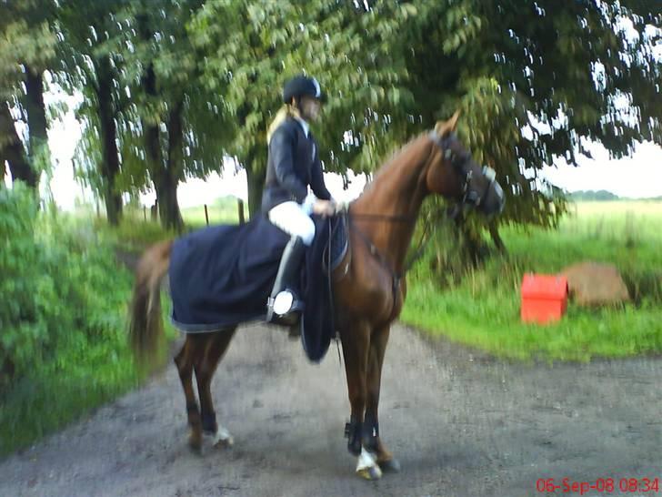 Hollandsk Sportspony Charléne *tidl. hest - til stævne i Paarup ;) billede 11
