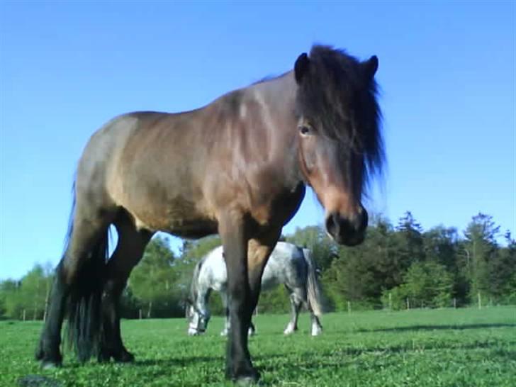 Islænder Keilir - KÅL <3´ billede 1