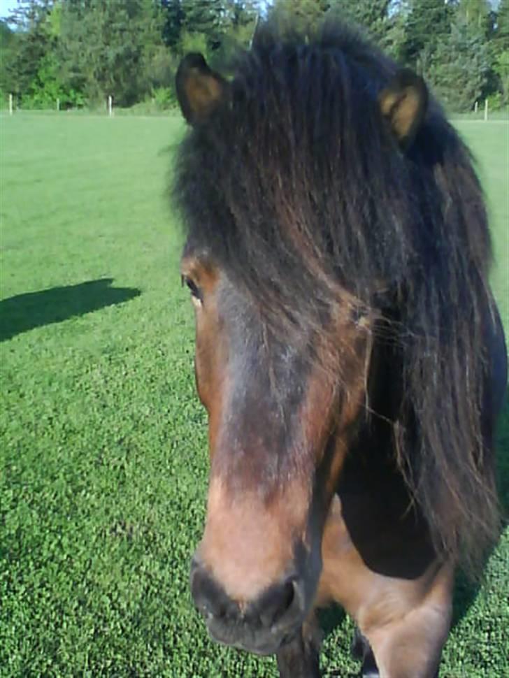 Islænder Keilir billede 2