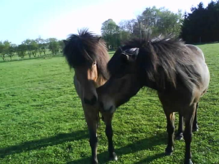 Islænder Keilir billede 3