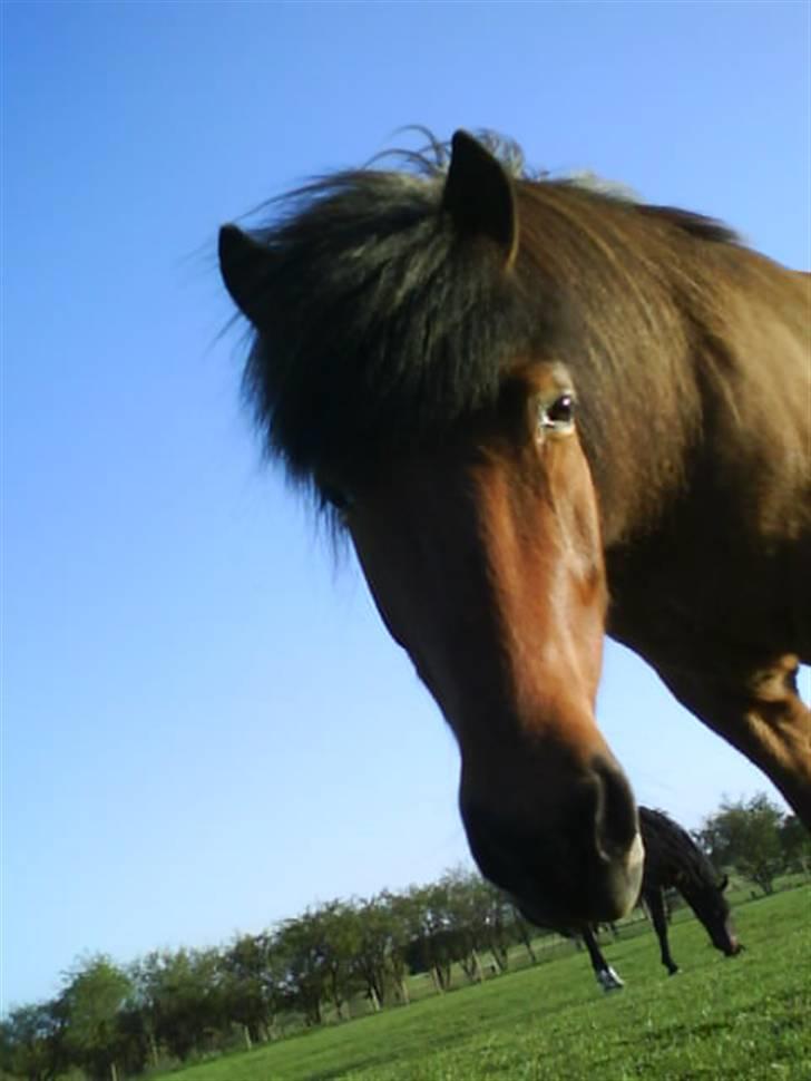 Islænder Keilir billede 4