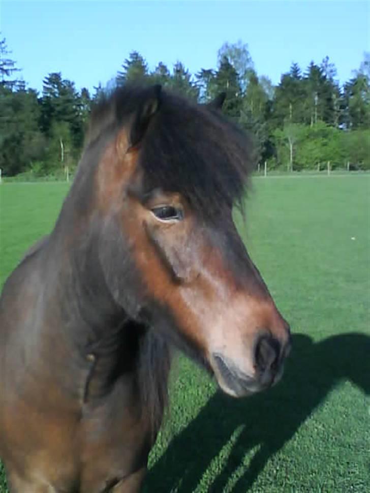 Islænder Keilir billede 5