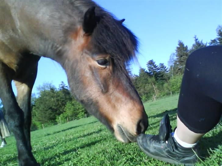 Islænder Keilir billede 6