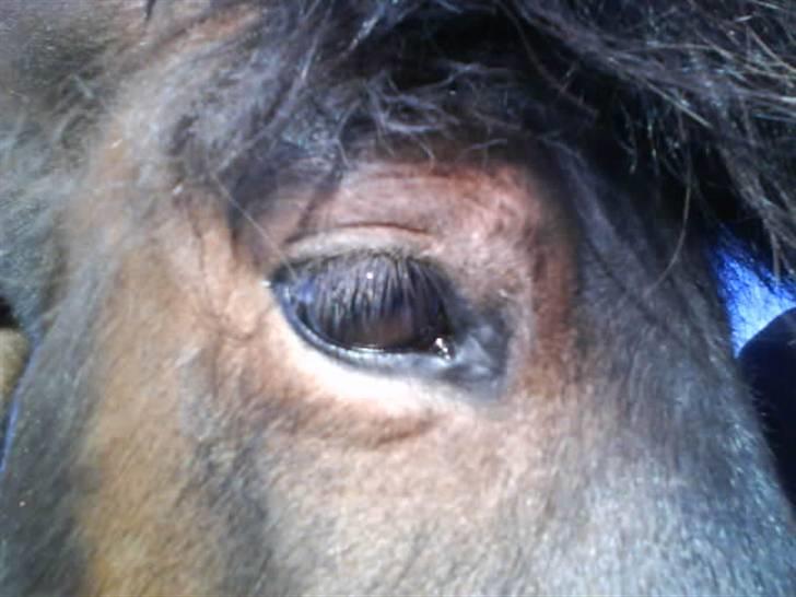 Islænder Keilir billede 7