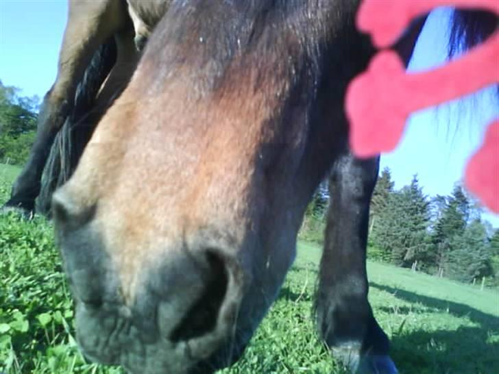 Islænder Keilir billede 8