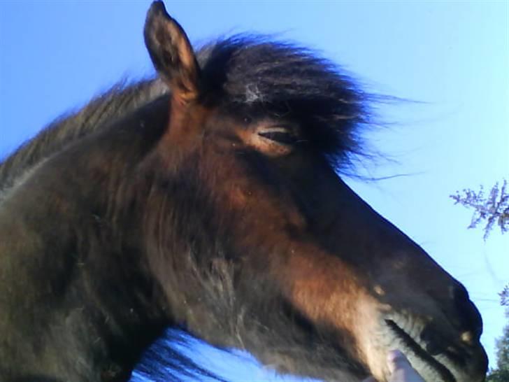 Islænder Keilir billede 10