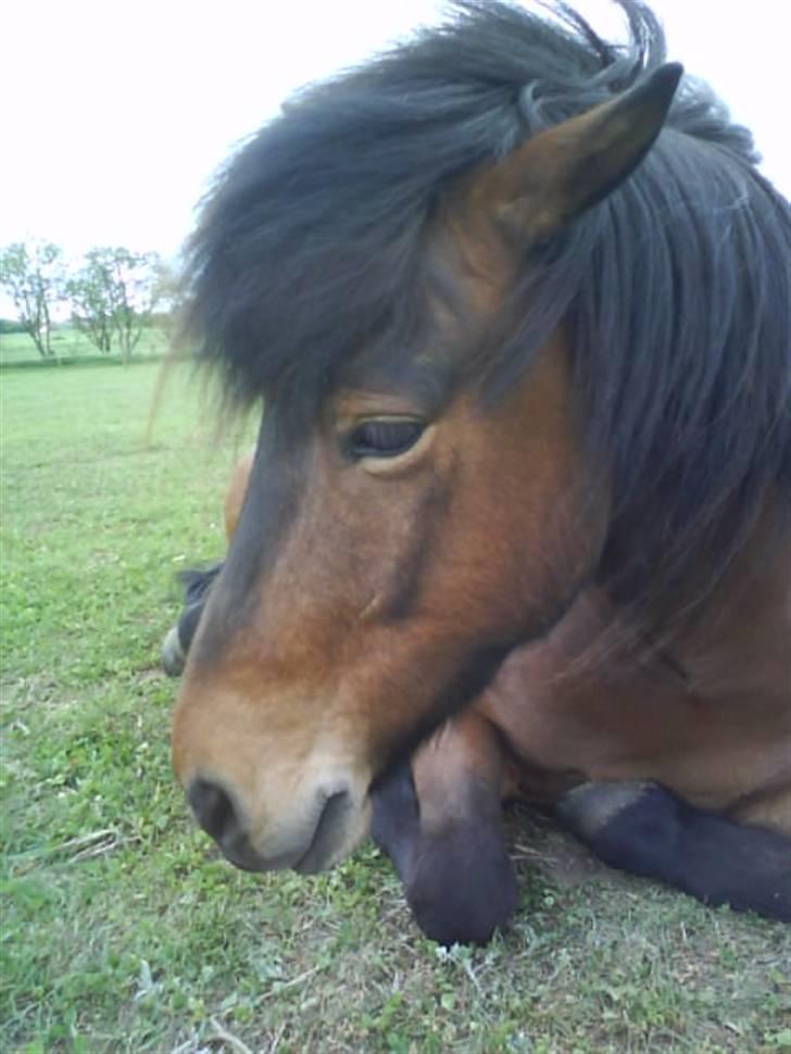 Islænder Keilir billede 14