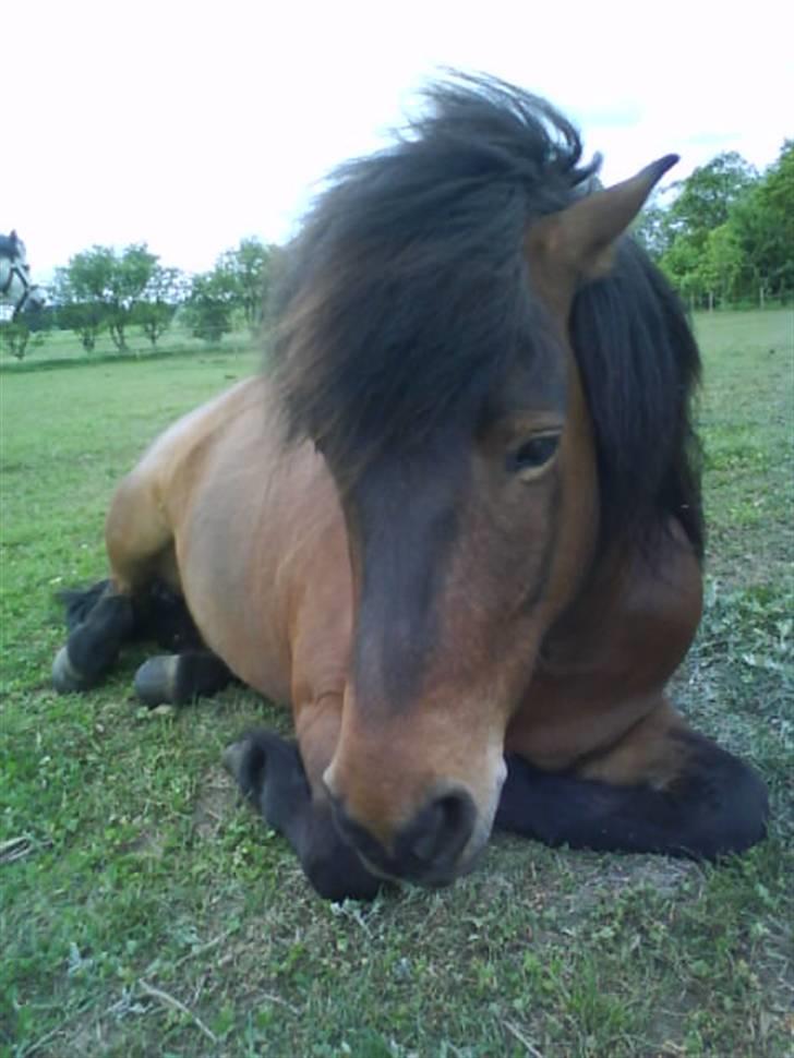 Islænder Keilir billede 15