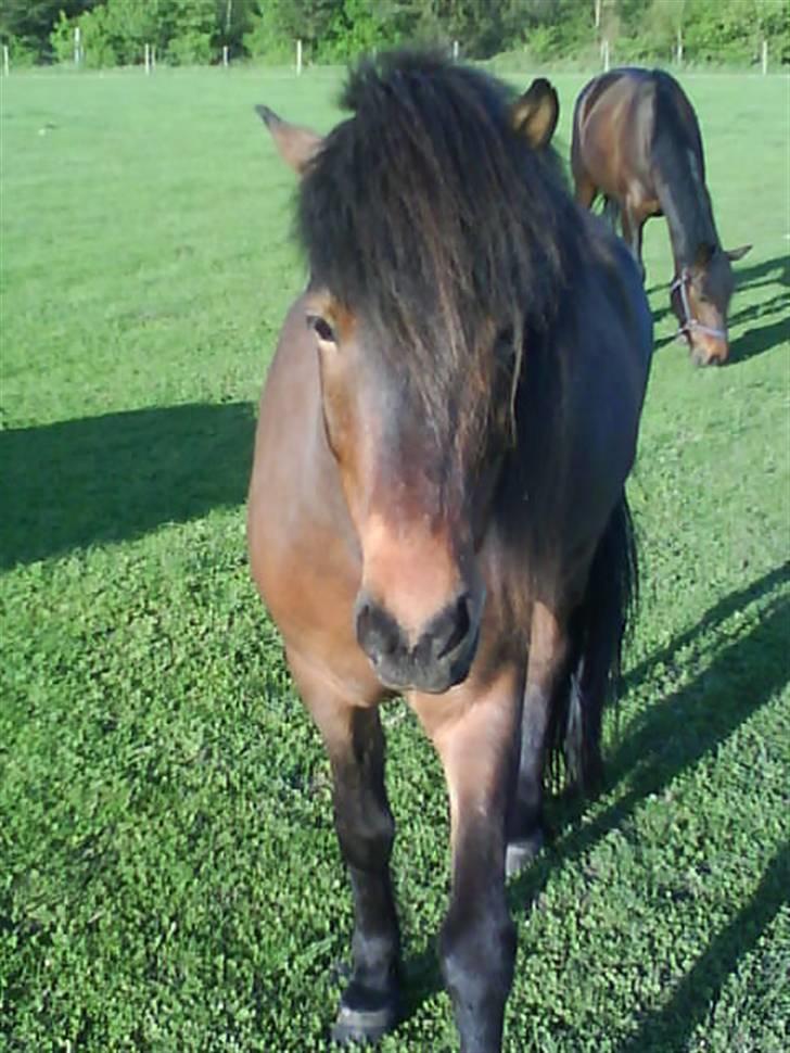 Islænder Keilir billede 19