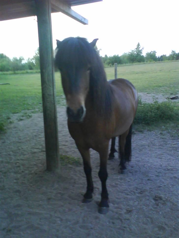 Islænder Keilir billede 20