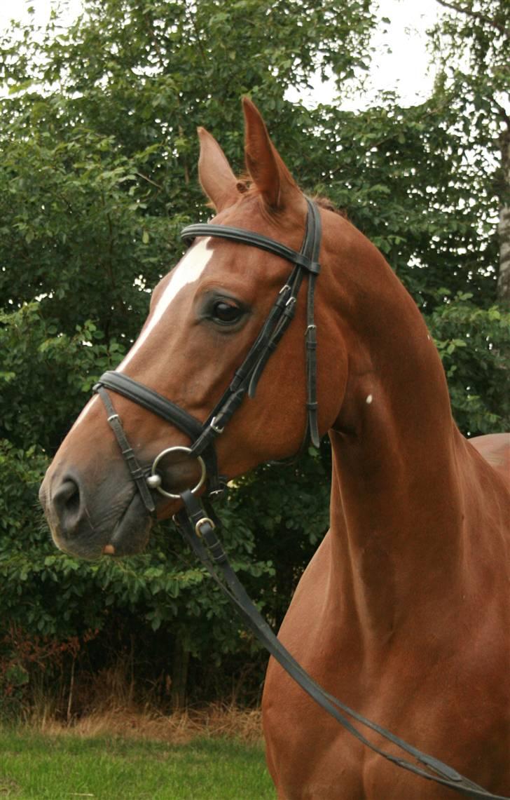 Dansk Varmblod Hønnerups Diol - SOLGT. - Stutteri Hønnerup´s Diol billede 1