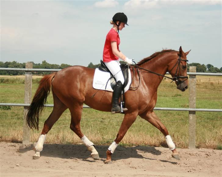 Dansk Varmblod Hønnerups Diol - SOLGT. - Stutteri Hønnerup´s Diol - C. Rasmussen billede 2