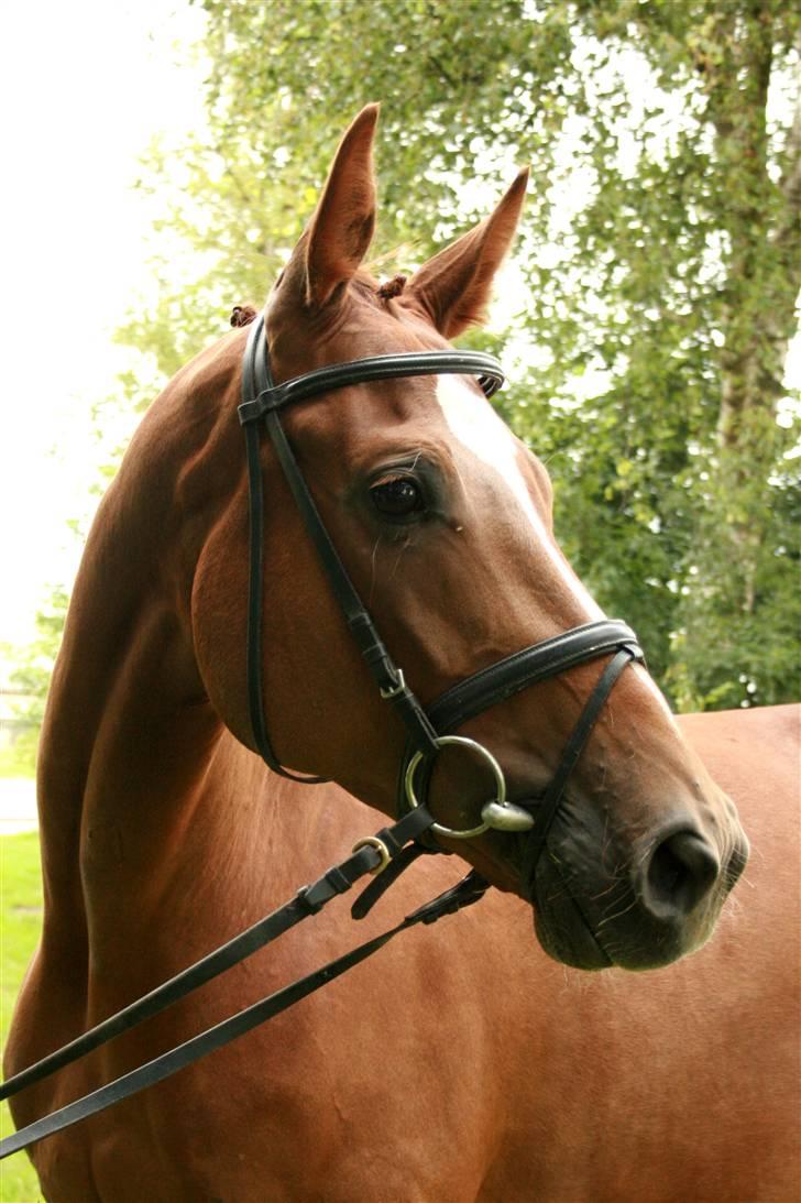 Dansk Varmblod Hønnerups Diol - SOLGT. - Stutteri Hønnerup´s Diol billede 4