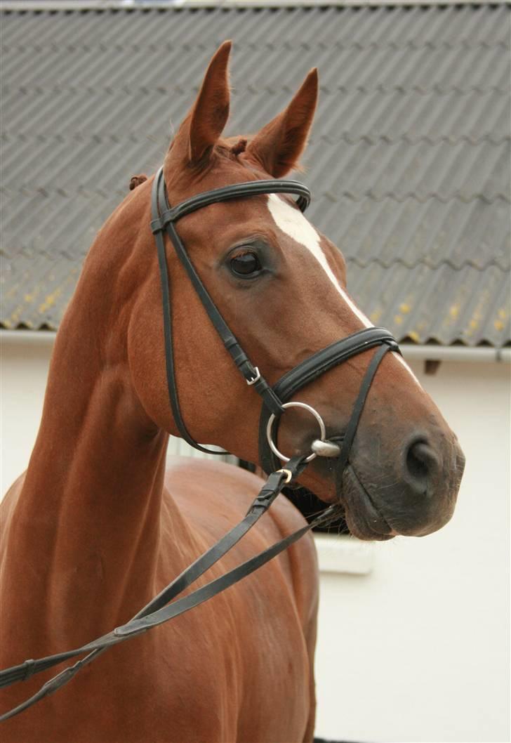 Dansk Varmblod Hønnerups Diol - SOLGT. - Stutteri Hønnerup´s Diol billede 9