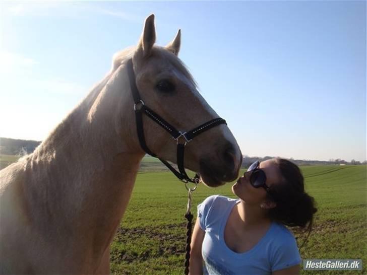 Palomino - Golden Santhos  - 14) billede 14