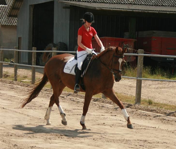 Dansk Varmblod Hønnerups Diol - SOLGT. - Stutteri Hønnerup´s Diol - C. Rasmussen billede 15