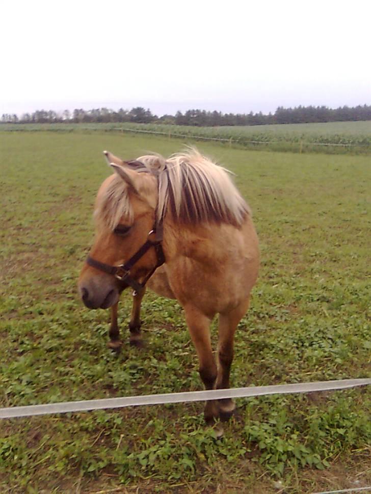 Anden særlig race Dine R.I.P billede 2