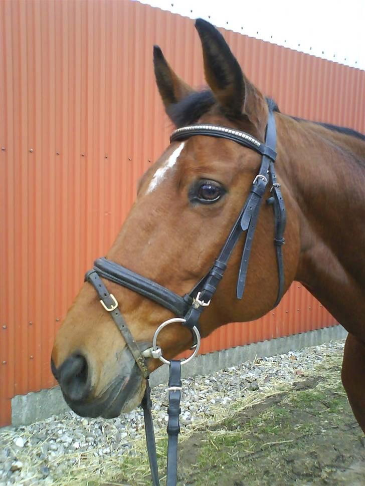 Westfaler Marian R.I.P. - På vej til undervisning billede 4