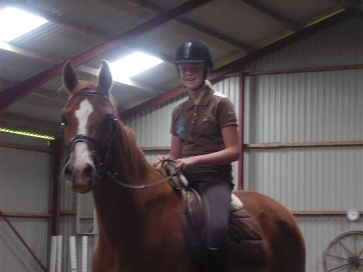 Anden særlig race Gyvelgårdens Jolly - Jeg træner Jolly ude i Jollys ridehal ;-) billede 6