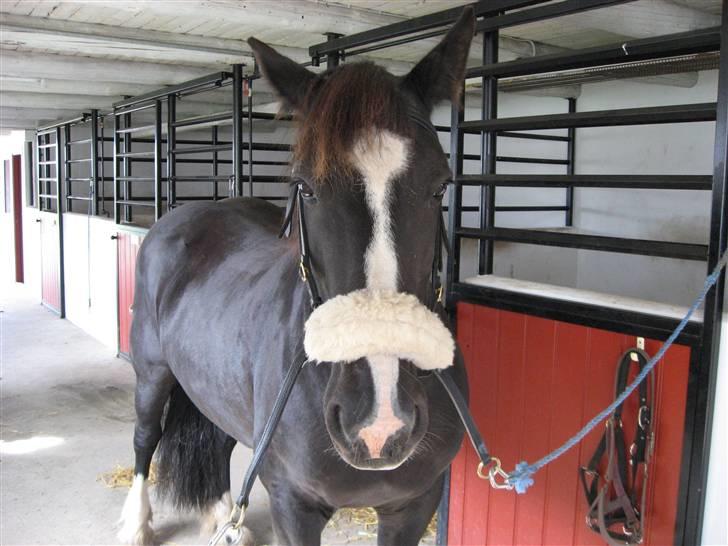 Tinker Miss I´Will billede 9