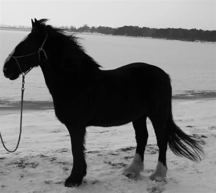 Tinker Miss I´Will - Miss i will  billede 13