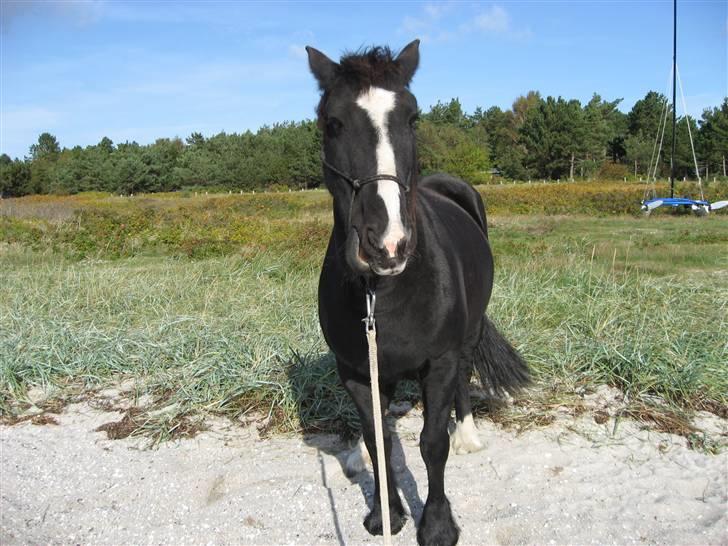 Tinker Miss I´Will - I Will ved stranden  billede 15