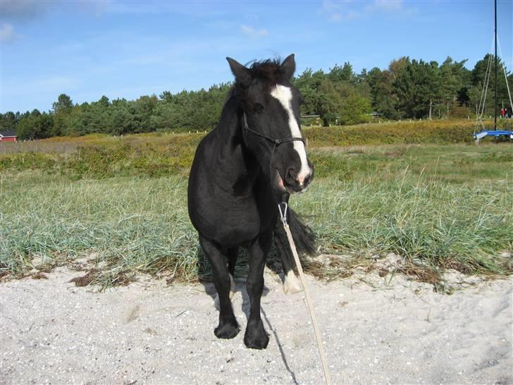 Tinker Miss I´Will - I Will ved stranden  billede 16